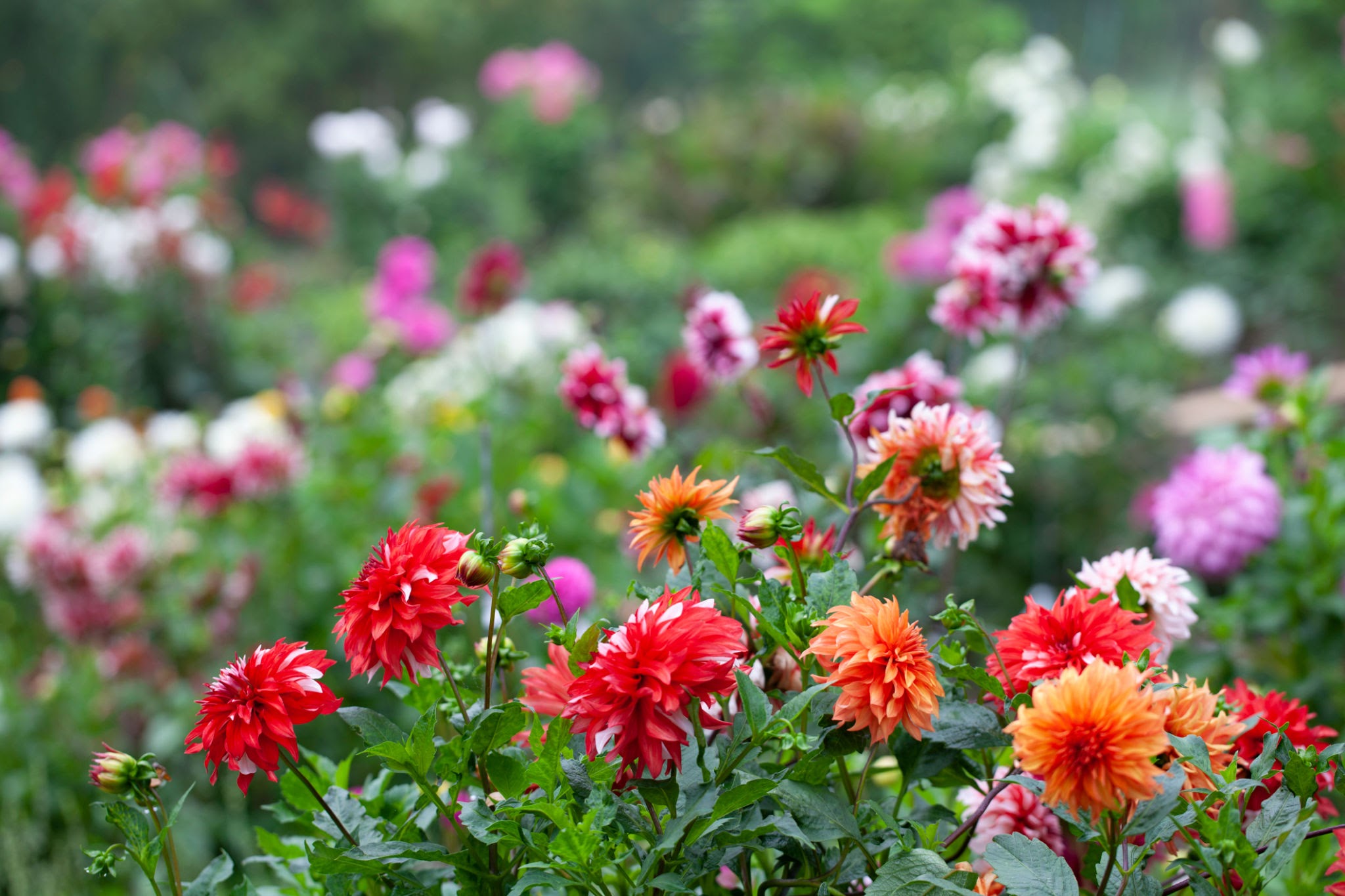 Dahlia