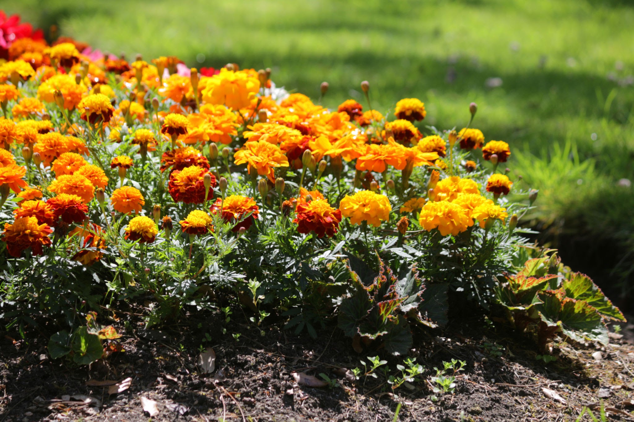 Marigold