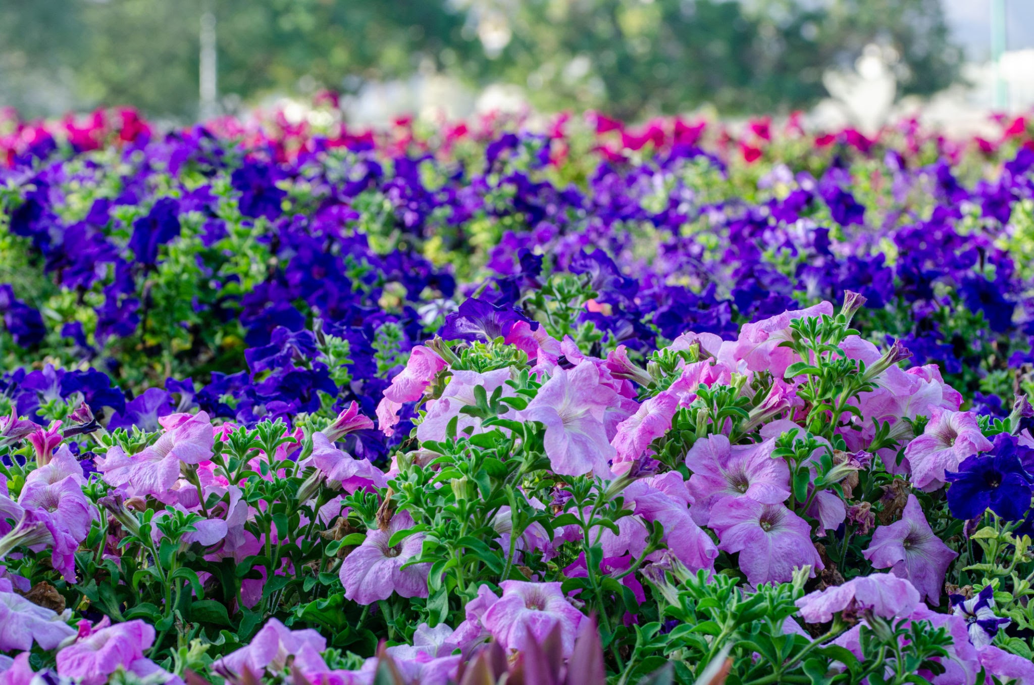 Petunia